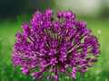 5 Seeds Allium aflatunense Purple Sensation Ornamental Flower