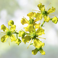 Common Rue Seeds | Medicinal Herb Garden Plant | Ruta graveolens | 100 Seeds for Gardening and Herbal Use