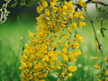 10 Seeds Laburnum alpinum Golden Chain Tree