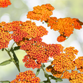 Yarrow Seeds - Sunset Mix - Perennial Gold & Red Flowers - Non-GMO, 1500 Seeds - Achillea millefolium
