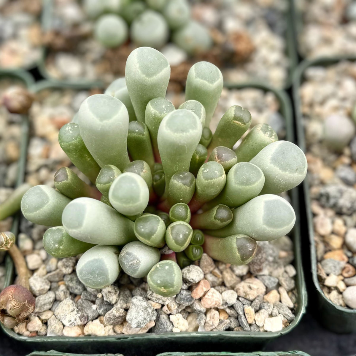Baby Toe Succulent Plant - 2" or 4" Pot - Fenestraria rhopalophylla - Cute Cylindrical Leaves with Translucent Tips