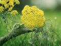10 Seeds Ferula communis Giant Fennel Ornamental Architectural