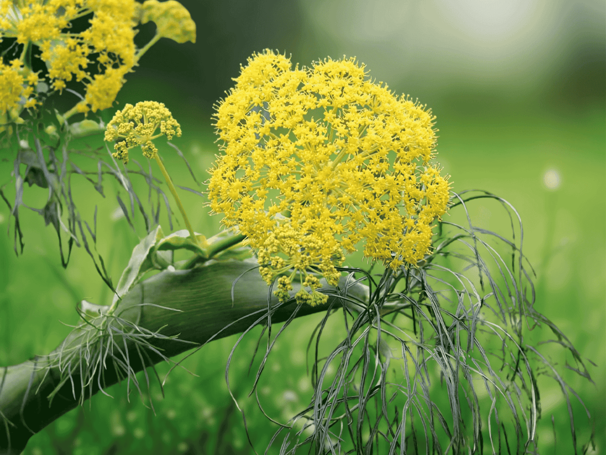 10 Seeds Ferula communis Giant Fennel Ornamental Architectural