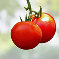 Tomato Seeds 100 Pack Bonny Best Scarlet Slicing Canning Variety Lycopersicon esculentum Bright Red Fruits