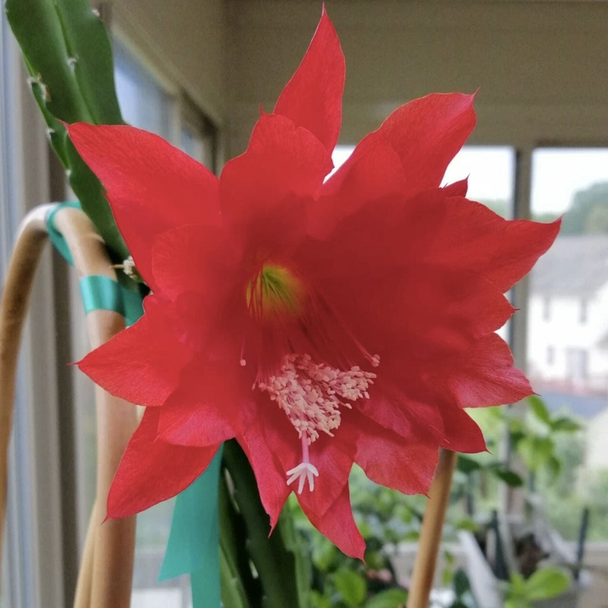 Epiphyllum Cutting Unrooted HB La Donna Veneziana Exotic Cactus Variety 2025 Introduction