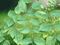 10 Seeds Aralia spinosa Devil's Walking Stick Native Ornamental Tree
