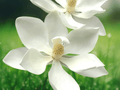 5 Southern Magnolia Trees 12" Magnolia grandiflora Bare Root Live Plants