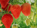 25 Live Plants Albion Strawberry Day Neutral Bare Root