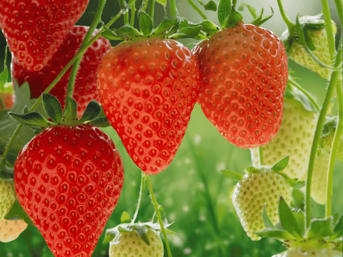 25 Live Plants Albion Strawberry Day Neutral Bare Root