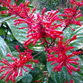 Fire Spike Red Rooted Starter Plant - Odontonema strictum - Hummingbird Attractant - Garden Flowering Plant