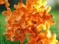 1 Live Plant Orange Flowering Fragrant Tea Olive Osmanthus 1 QT