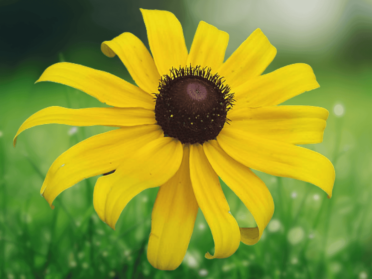 3 Bare Roots Black Eyed Susan Wildflower Rudbeckia