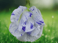 5 Seeds Butterfly Pea Clitoria ternatea Double Blue White Flower Vine