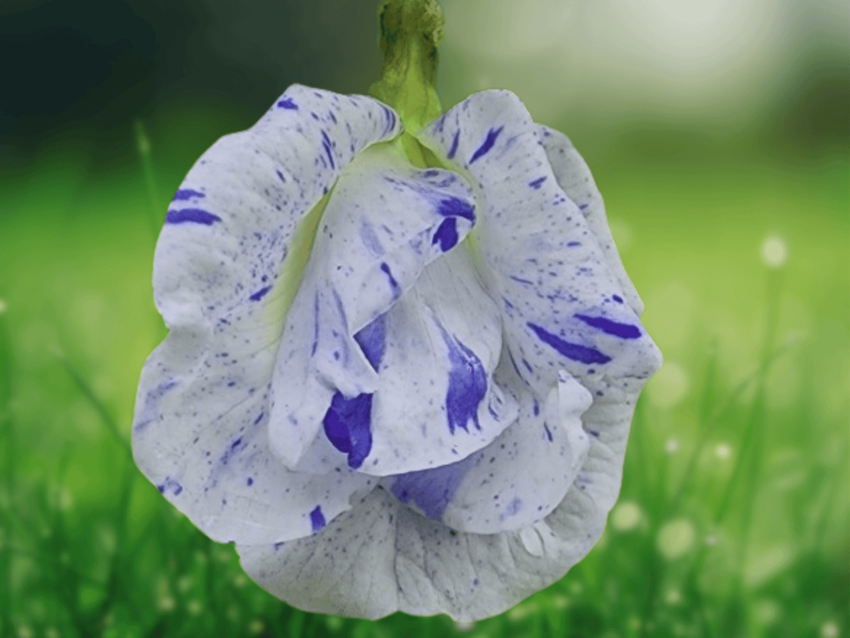 5 Seeds Butterfly Pea Clitoria ternatea Double Blue White Flower Vine