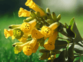 5 Seeds Nicotiana glauca Tree Tobacco Ornamental Flowering Shrub
