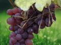 5 Seeds Vitis vinifera Gewurztraminer Wine Grape Vine
