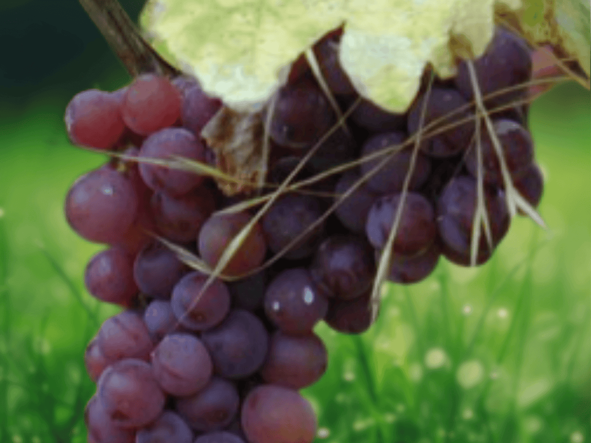 5 Seeds Vitis vinifera Gewurztraminer Wine Grape Vine