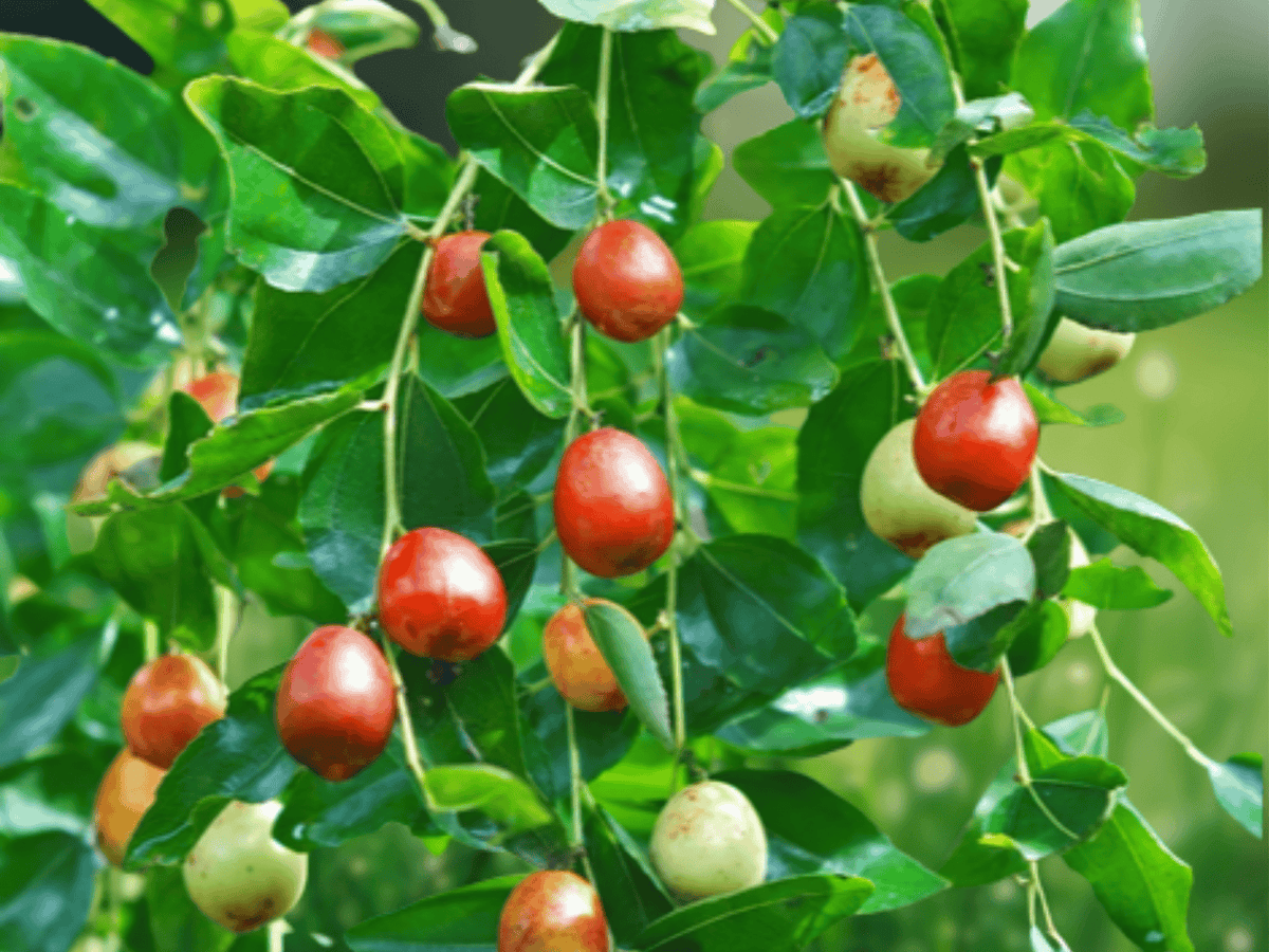 5 Seeds Ziziphus mauritiana Jujube Fruit Tree