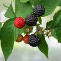 Black Raspberry Plant - Live Rooted Starter - Black Delicious Variety - Rubus occidentalis - Zones 5-9