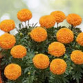 Orange Inca Marigold Seeds 100 Count Organic Tagetes erecta USA Grown Garden Flower