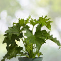 Philodendron Selloum Plant - 6in Pot - Lacy Tree Variety (Philodendron bipinnatifidum) - Split Leaf Houseplant