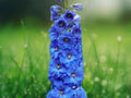 25 Seeds Delphinium Bright Blue Hardy Perennial Tall Spikes Cottage Garden Border Cut Bouquets