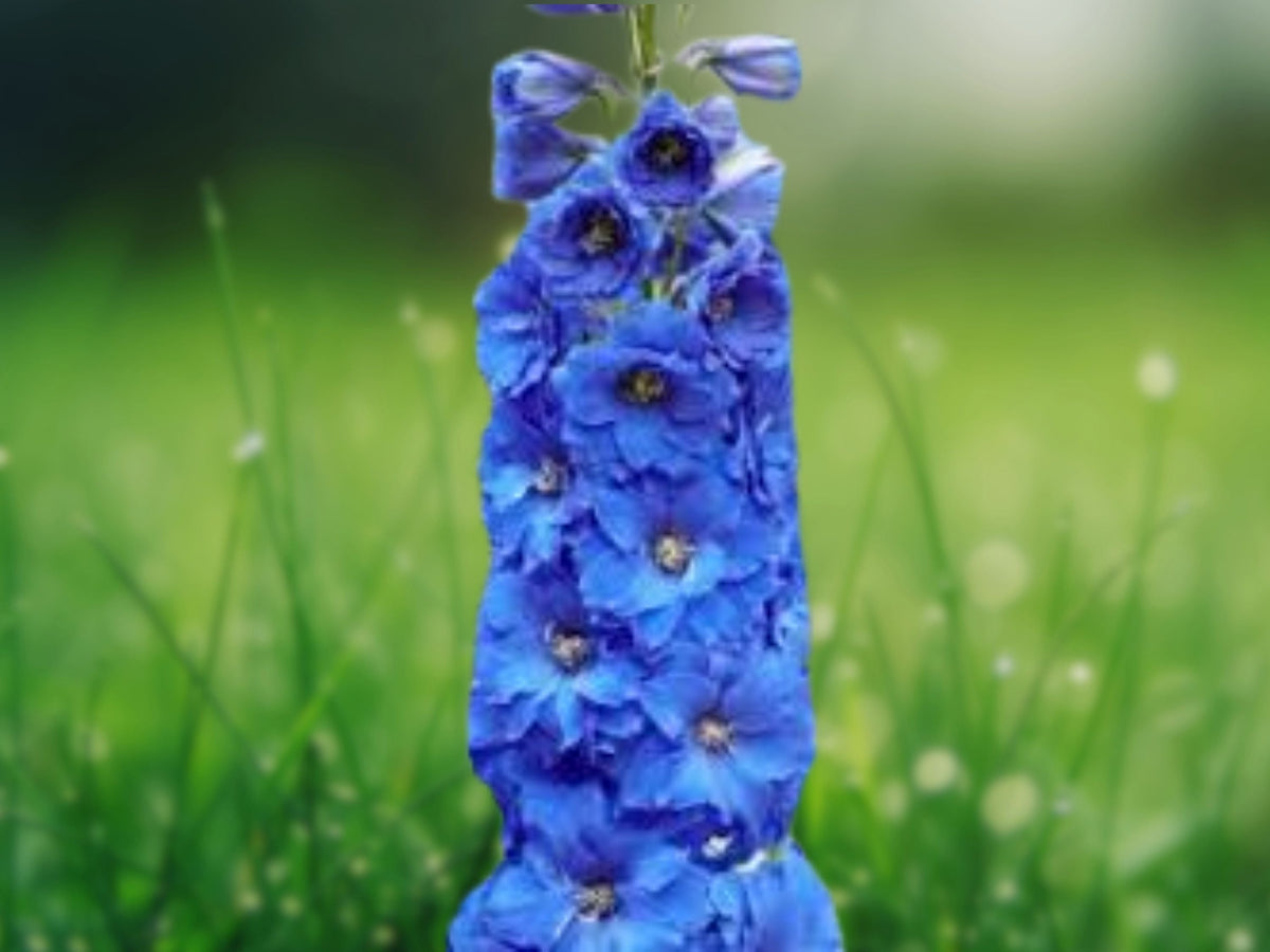 25 Seeds Delphinium Bright Blue Hardy Perennial Tall Spikes Cottage Garden Border Cut Bouquets