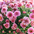 Chrysanthemum Seeds 200+ Light Pink Mum Fall Garden Flowers Chrysanthemum morifolium Bouquet Seeds