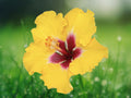 20 Seeds Yellow Pink Hibiscus Bicolor Fragrant Blooms Hardy Tropical Perennial Exotic Garden Plant