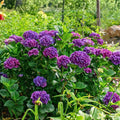 Deep Purple Hydrangea Seeds 85 or 250 Non-GMO Flower Seeds Hydrangea macrophylla Garden Plant