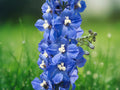 50 Seeds Blue Bird Delphinium - Tall Spikes of Sky Blue Blooms - Hardy Perennial for Cottage Gardens & Cut Flowers