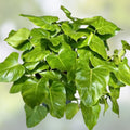 Philodendron Cutting 24” Giant Vine, Philodendron giganteum, Large TIP Cutting #21, Tropical Indoor Plant, Houseplant