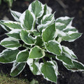 Patriot Variegated Hosta Root Plant 3-in-One, Large Size, Hosta 'Patriot', Shade-Loving, Garden Perennial