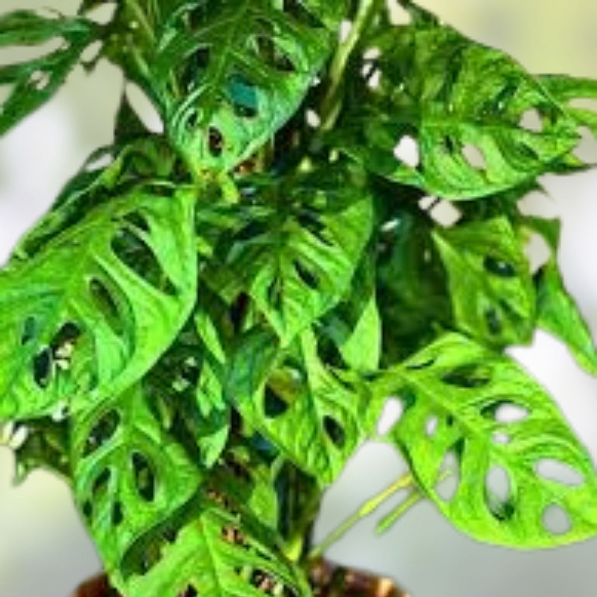 Monstera Plant Cutting Swiss Cheese Variety Rooted Indoor Houseplant Monstera adansonii