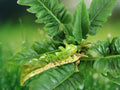 1 Live Plant Philodendron Narrow Jungle Boogie Tiger Tooth 3 Inch Starter Indoor Houseplant Patio Container
