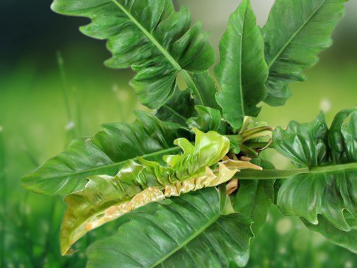 1 Live Plant Philodendron Narrow Jungle Boogie Tiger Tooth 3 Inch Starter Indoor Houseplant Patio Container