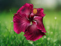 20 Seeds Dark Red Black Hibiscus Hardy Perennial Flower Rare Deep Blooms Tropical Garden Shrub Easy Grow