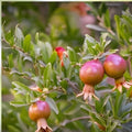 Ornamental Pomegranate Cuttings 10 Pcs Peach Color Punica granatum Garden Plant Propagation