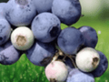 3 Live Plant Windsor Blueberry Vaccinium corymbosum Starter Plug