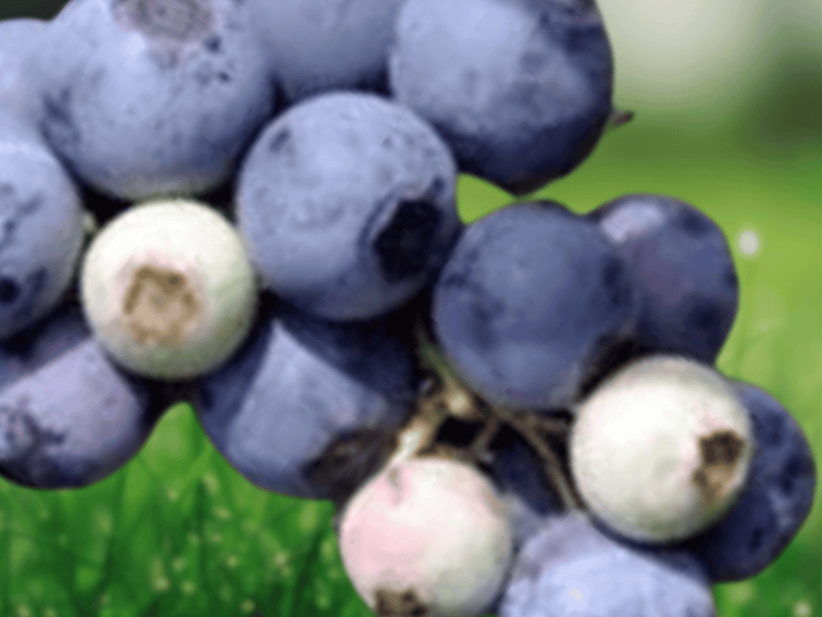 3 Live Plant Windsor Blueberry Vaccinium corymbosum Starter Plug