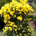 Chrysanthemum Seeds 200+ Gilded Glory Variety Annual Garden Flowers Mum Seeds Chrysanthemum indicum