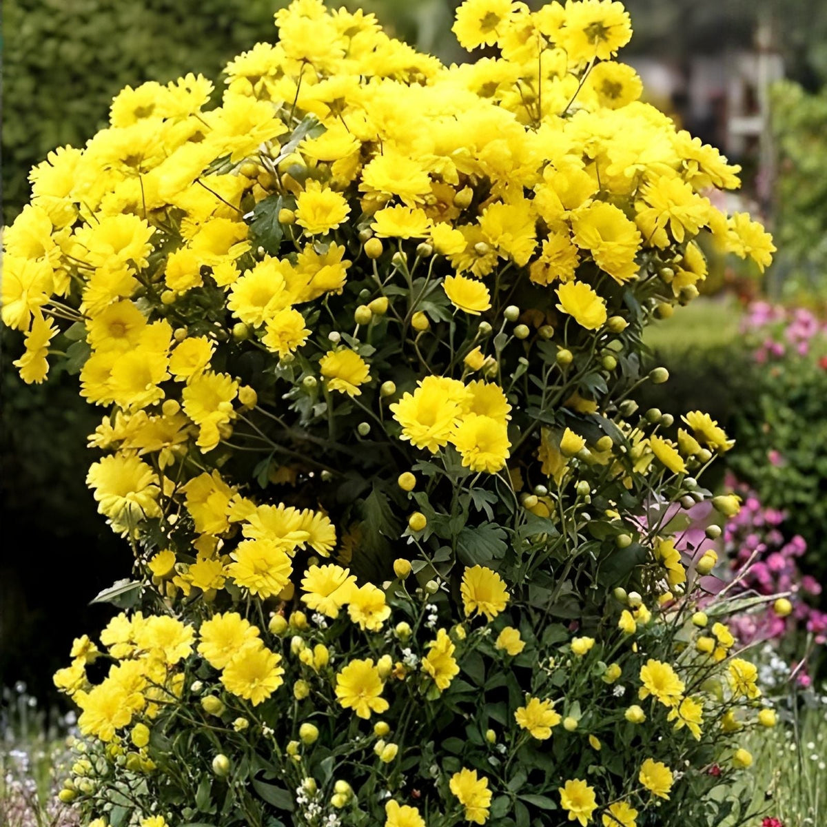 Chrysanthemum Seeds 200+ Gilded Glory Variety Annual Garden Flowers Mum Seeds Chrysanthemum indicum