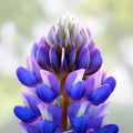 Arroyo Lupine Seeds 100 Count – Purple Flowers – Lupinus succulentus Wildflower Seeds for Garden Landscaping
