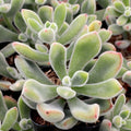 Echeveria Pulvinata Succulent Cuttings 1" Fuzzy Red Variety Live Plant, Echeveria Pulvinata Succulent