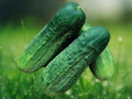 10 Seeds Pioneer F1 Cucumber Hybrid Non-GMO High-Yield Crisp for Garden and Patio
