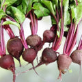 Mammoth Mangel Beet Seeds 50 Pack - Heirloom Beta vulgaris Root Vegetable for Planting