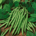 Heirloom Blue Lake Bush Green Bean Seeds – 20+ Phaseolus vulgaris Garden Beans for Fresh Cooking and Preservation