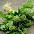 Broccoli Raab Seeds - 25+ Heirloom Seeds for Culinary Use - Brassica rapa subsp. rapa - Edible Leafy Greens, Gourmet Vegetable