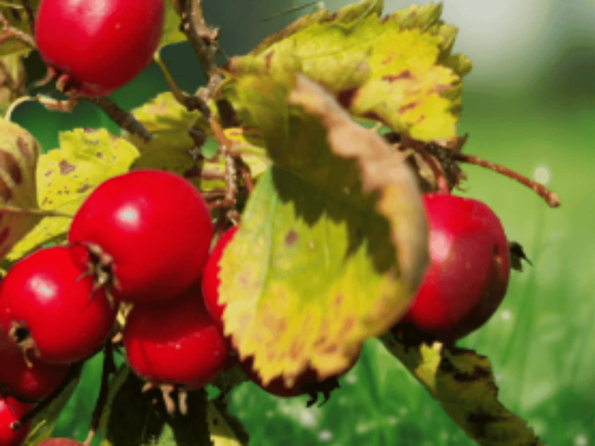 1 Live Plant Downy Hawthorn Crataegus mollis Starter Tree 20 Inch Tall