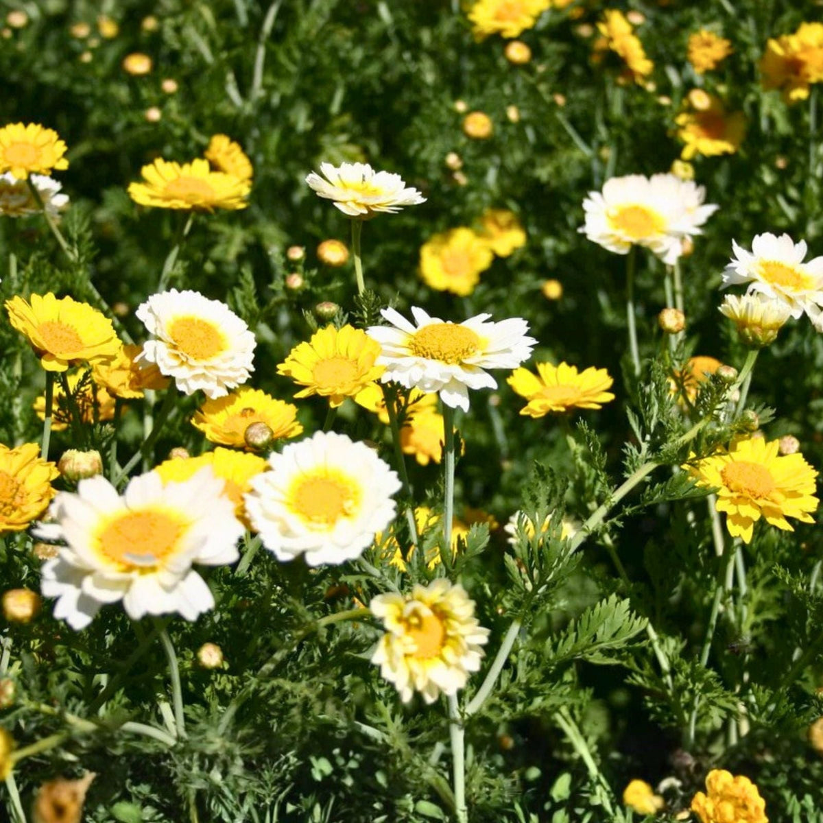 Garland Daisy Seeds 500+ Count Bright Yellow Flowers Osteospermum ecklonis Garden Plant Seeds